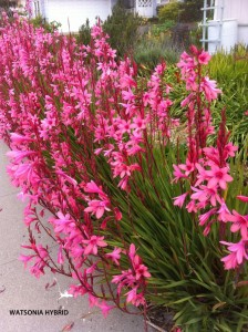 Watsonia hybrid - pink 